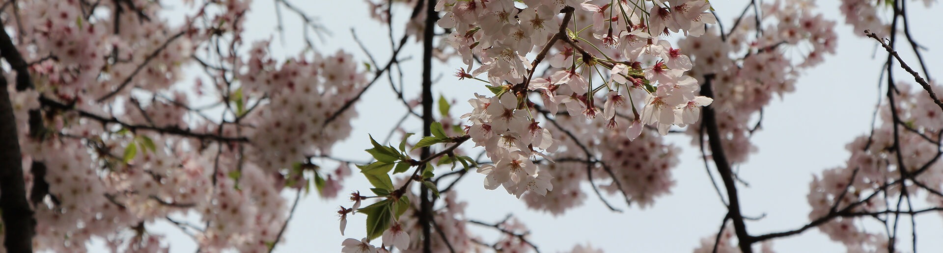 Taille d’arbres fruitiers