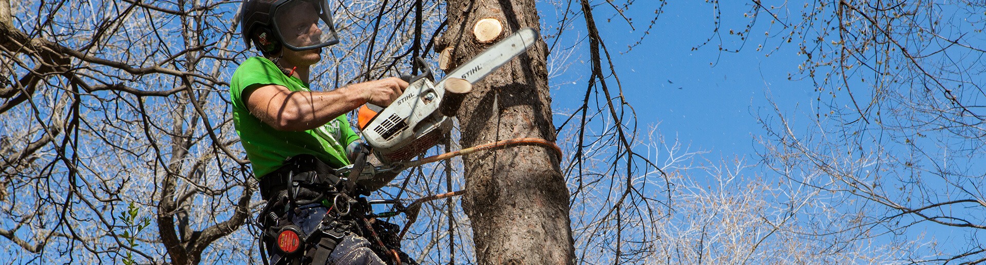 L’éclaircissement d’arbres