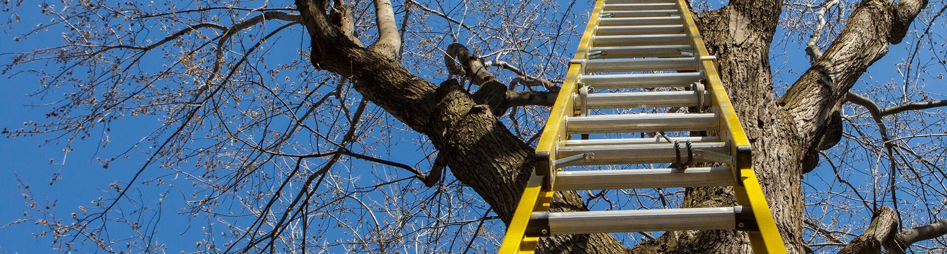 Arboriculture