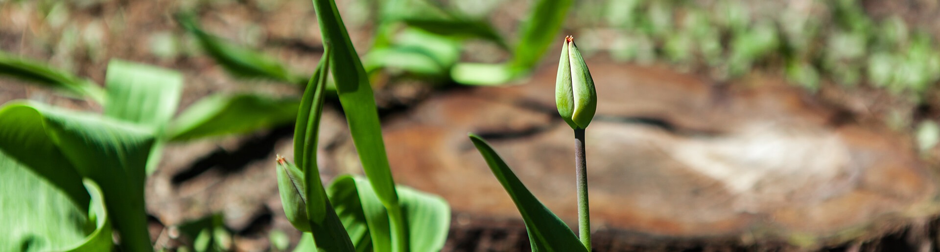 Plantation de bulbes et d’annuelles